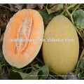 MSM08 Fengmi longues graines de melon hybrides de forme ovale en ventes